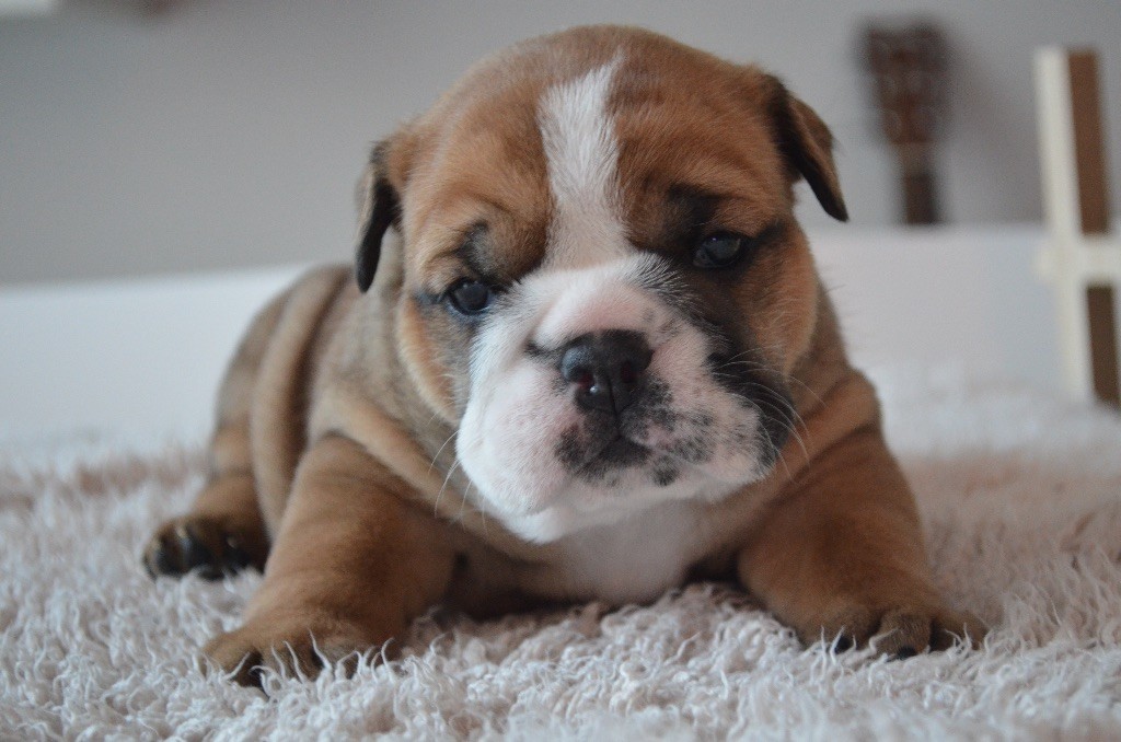 chiot Bulldog Anglais Des Jardins d'Ekera